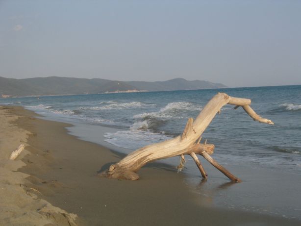 Strand in der Nähe eines Pinienwaldes - sehr romantisch toskana strand 01