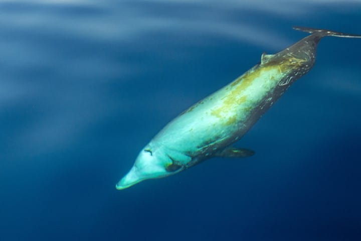 Curvier Schnabelwal im Mittelmeer