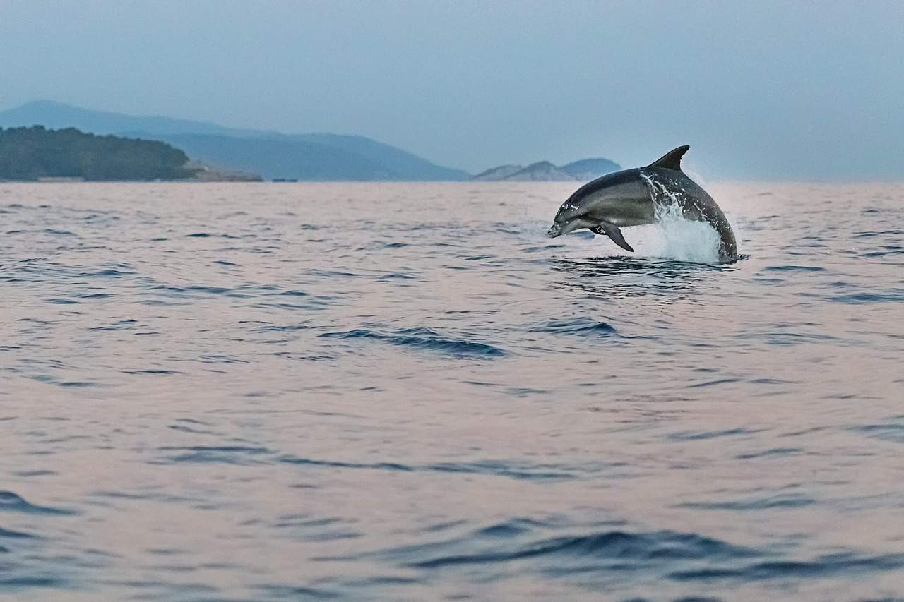 Delfiini Välimerellä