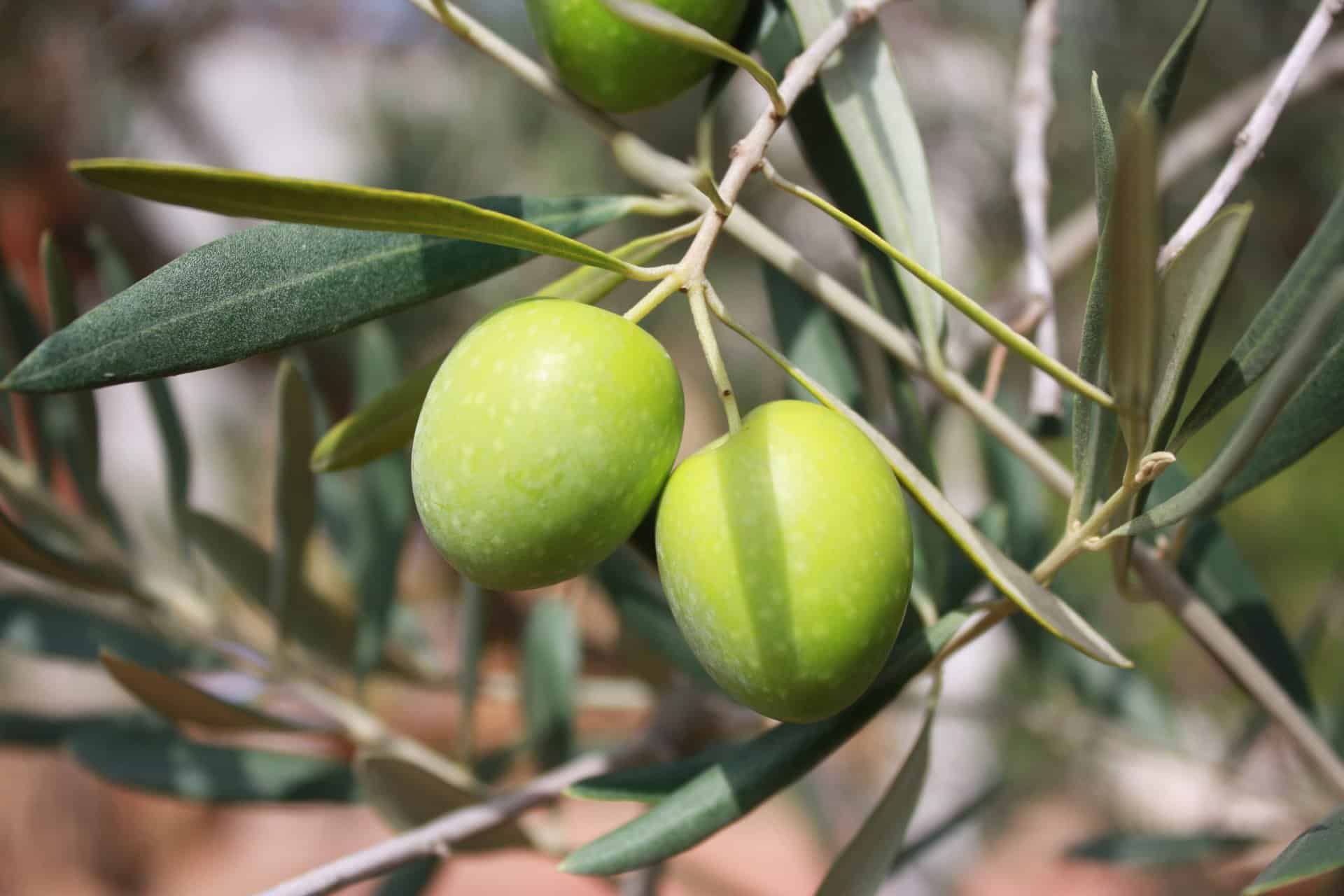 olives, branch, oil