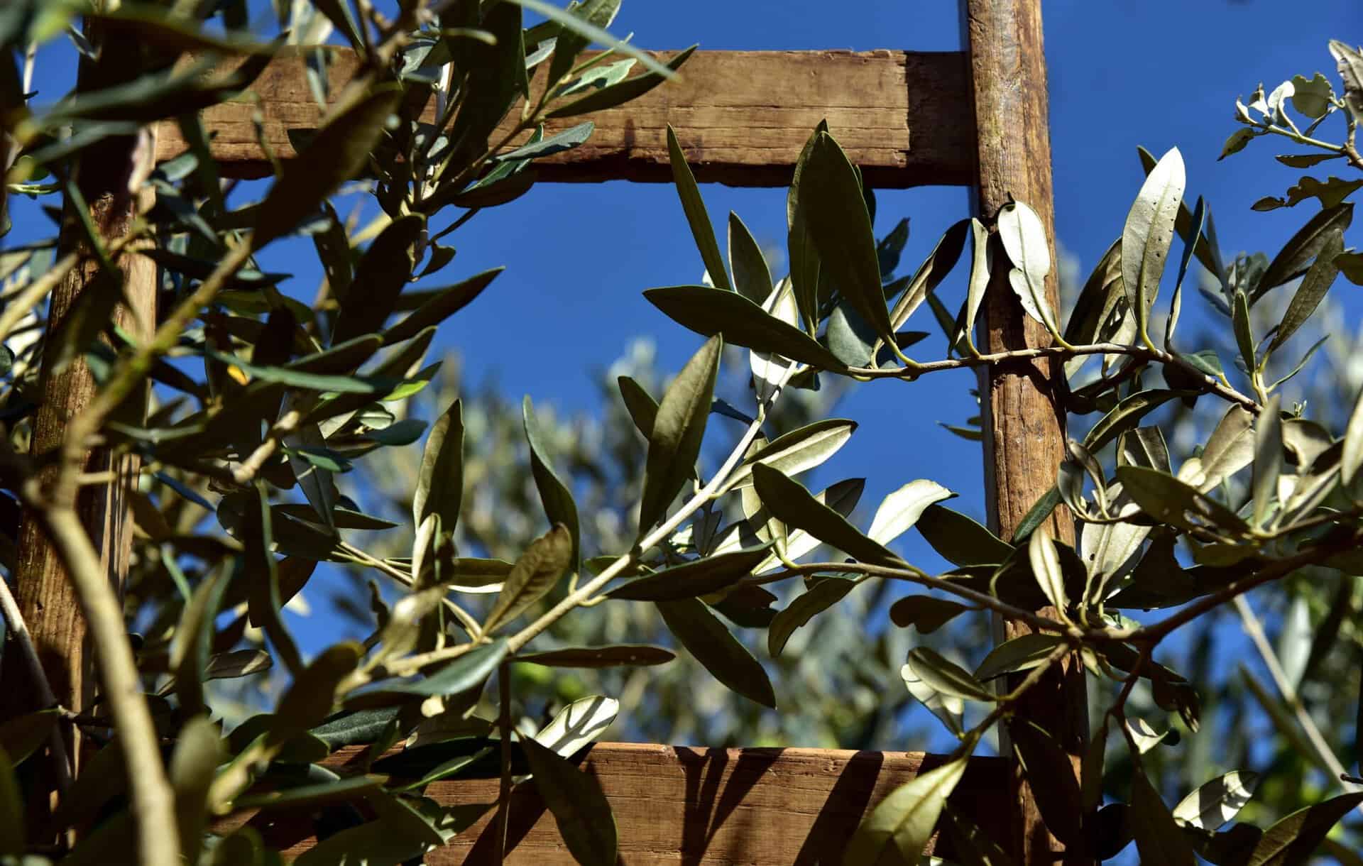 wooden ladder, ring, olive tree