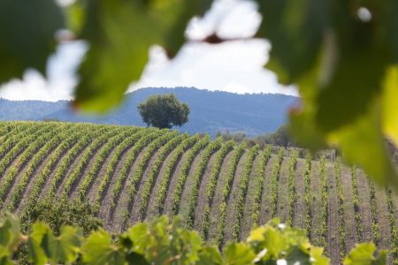 vingård, natur, vin