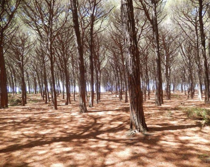 Wandern durch Pinienwälder