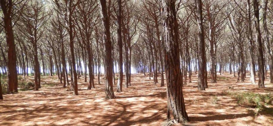 Wandern durch Pinienwälder