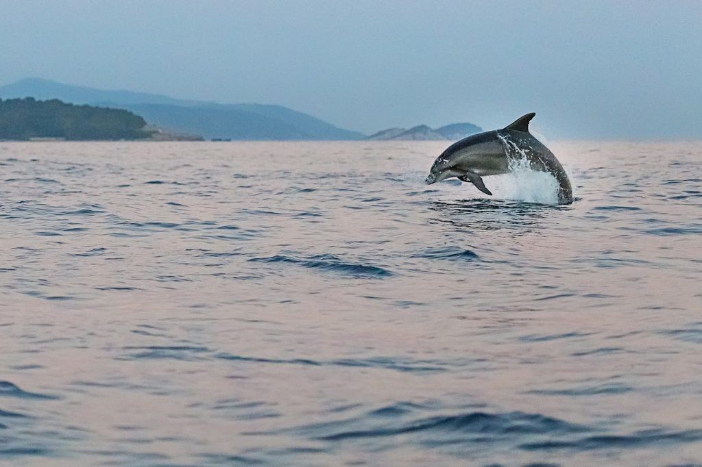 Delfin im Mittelmeer