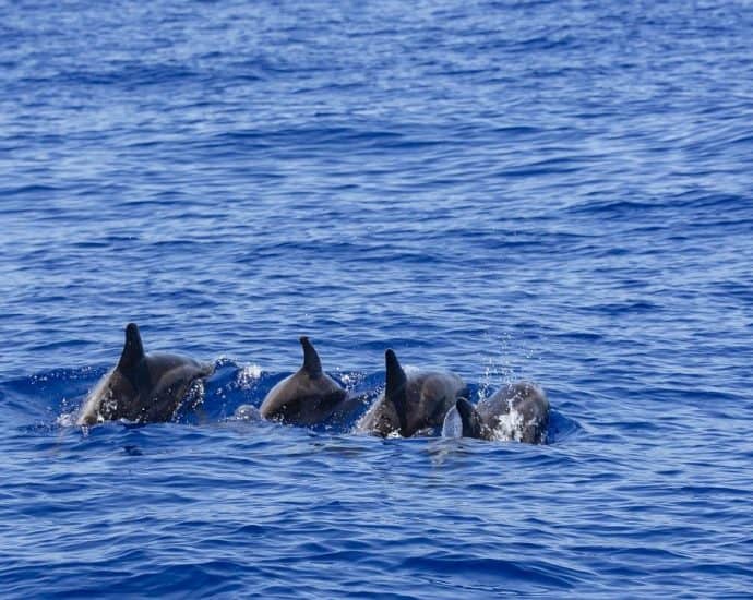 Delfiny Atlantyckie La Palma