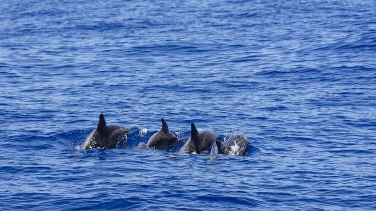 Dolphins Atlantic La Palma 