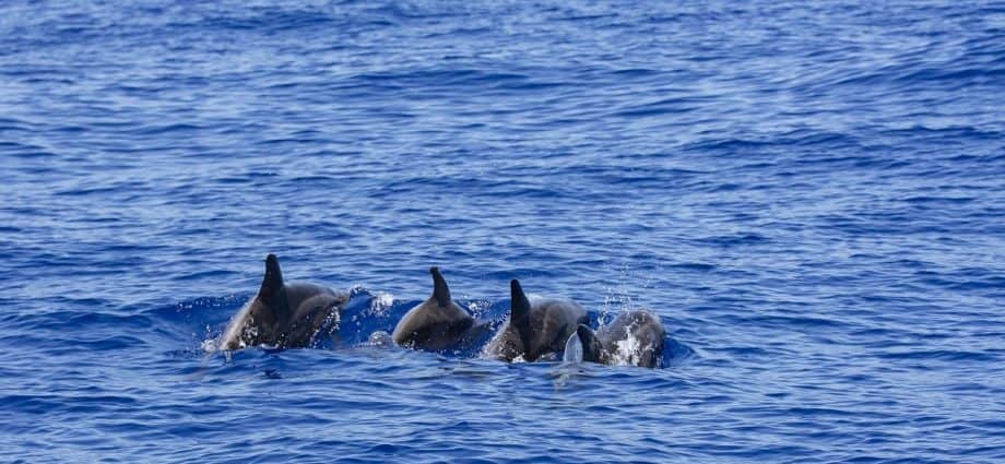 Dolphins Atlantic La Palma