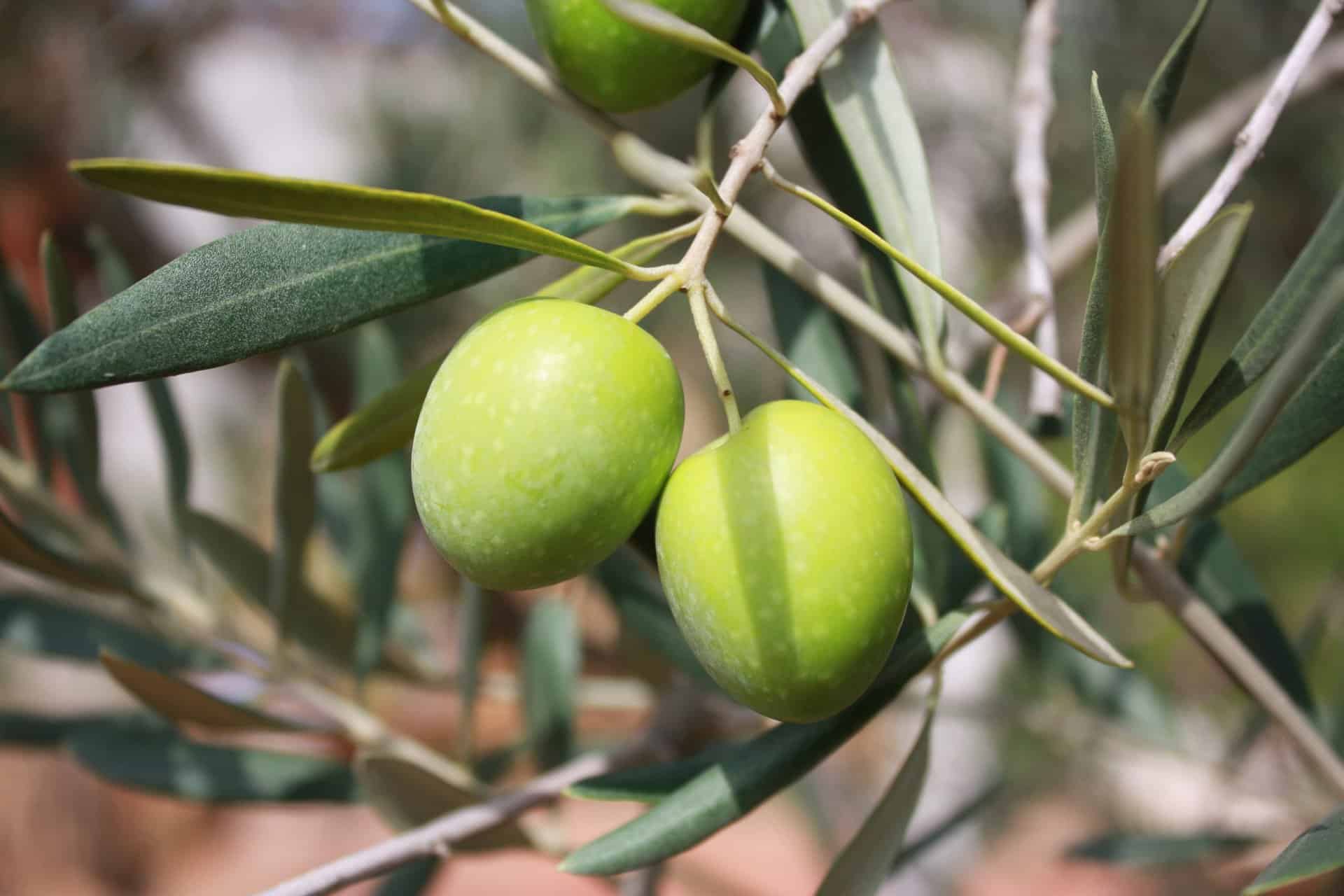 Aceitunas, rama, aceite