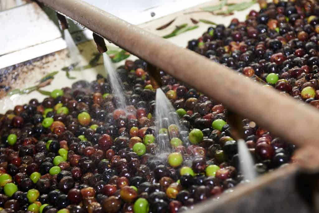 Se limpian las aceitunas