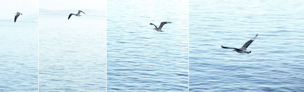 toskana-küste-möwe toskana strand 09